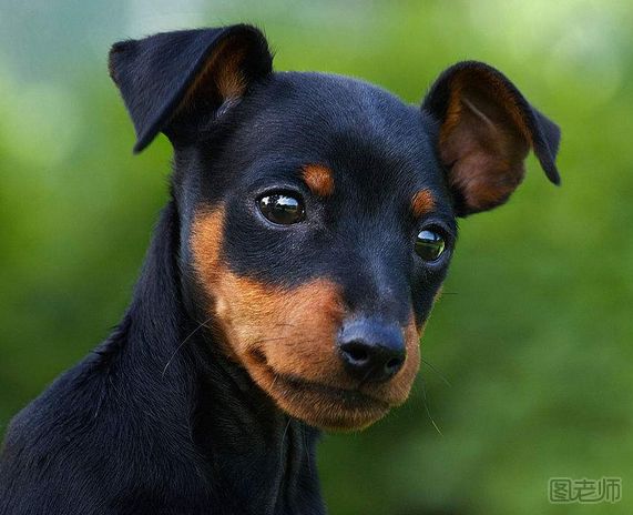  迷你杜宾犬适合吃什么食物？