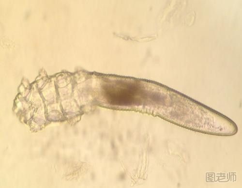 螨虫有什么危害