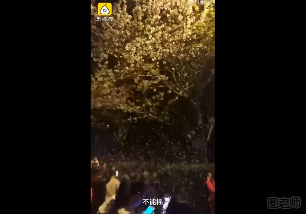 赏花注意事项