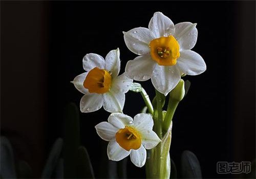 水仙花如何沙养 水仙花叶子变软怎么办.jpg