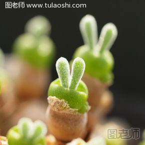 多肉植物怎么养殖