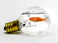 PS合成灯泡中的金鱼 教程图解