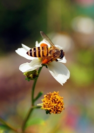被蜜蜂蛰了怎么办 教你蜜蜂蛰伤的处理方法