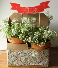 创意插花 教你巧妙的包装植物盆栽