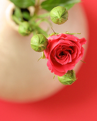 DIY美容护肤品 玫瑰纯露制作方法