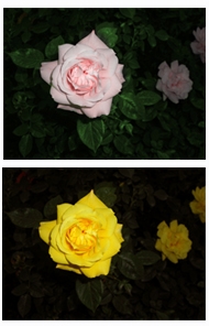 PS教程 怎样使用PS将粉色玫瑰处理成黄色玫瑰