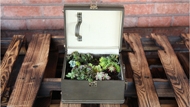旧物改造 简单三步行李箱变植物种植箱