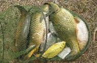 肥水钓鱼的六个小技巧