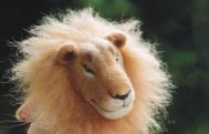 狮子诞生记 羊毛毡狮子头的过程图及大体做法