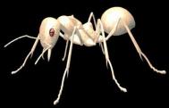 3dmax入门学习蚂蚁实例（上）