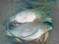垂钓肥水鱼塘鱼饵配制和打窝技巧