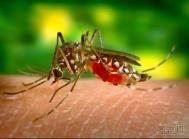 蚊子咬了怎么消肿 夏天防蚊虫有方法