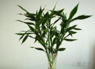 富贵竹怎么养 富贵竹的养殖方法和注意事项