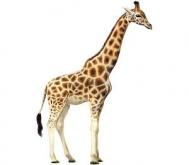 giraffe我是长颈鹿攻略