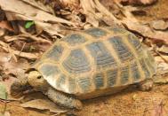 缅甸陆龟寿命 饲养方法小窍门