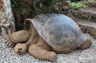 加拉帕戈斯象龟 曾经灭绝的物种
