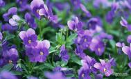 紫罗兰花语是什么 紫罗兰的传说