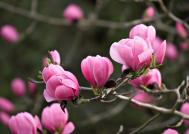 木兰花花语是什么 木兰花的传说