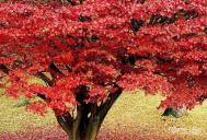日本红枫盆景制作方法及养护