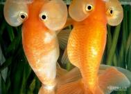 金鱼的饲养方法 教你如何养殖金鱼
