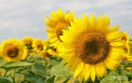 太阳花花语是什么 太阳花有什么寓意