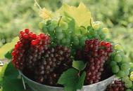 盆栽葡萄品种 好品种种出好葡萄