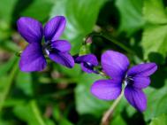 紫罗兰怎么养 紫罗兰的养殖方法必备六招