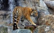 Windows8高清图集:美洲狮山动物园