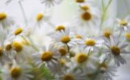 美丽花朵:微距花卉摄影高清图集