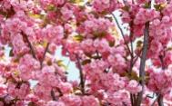 姹紫嫣红的花卉高清图集