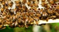 蜜蜂蜂巢蜂窝高清图片