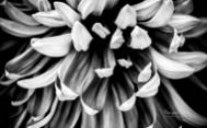 黑白花卉微距摄影高清图集
