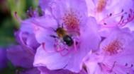 蜜蜂与花卉高清图集（二）