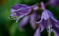紫玉簪微距摄影高清图集