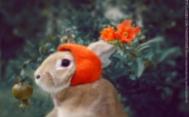 萌兔子“史大力”高清图集