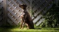 德国杜宾犬高清图片1920x1080