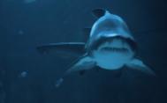海底世界鲨鱼高清图集