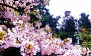 美丽的樱花高清图集四