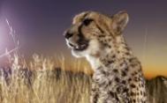 非洲草原动物高清图集