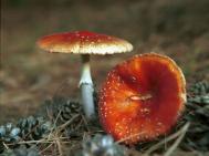 教你如何识别几种毒蘑菇的方法