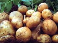 被埋没的土豆减肥法　又一神奇减肥食谱大公开