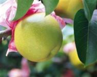 过量食用柚子可能会中毒