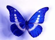 12星座：周公解梦梦见蝴蝶是什么意思
