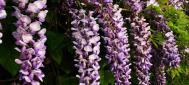 紫藤花花语是什么