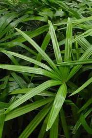 棕竹的养殖方法和注意事项