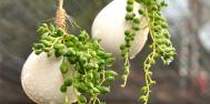 珍珠吊兰的养殖方法和注意事项
