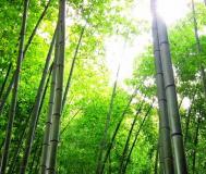 竹子的象征意义是什么