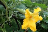 夏季养生：几种最常见的花的吃法及药用价值