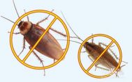 家里有蟑螂怎么办能除根 灭蟑螂的方法