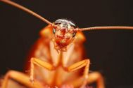 蟑螂的危害与防治 如何彻底消灭蟑螂